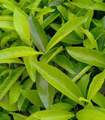 Pore Purifying Gentle Gel Cleanser 15ml - Travel Size ingredient image 3